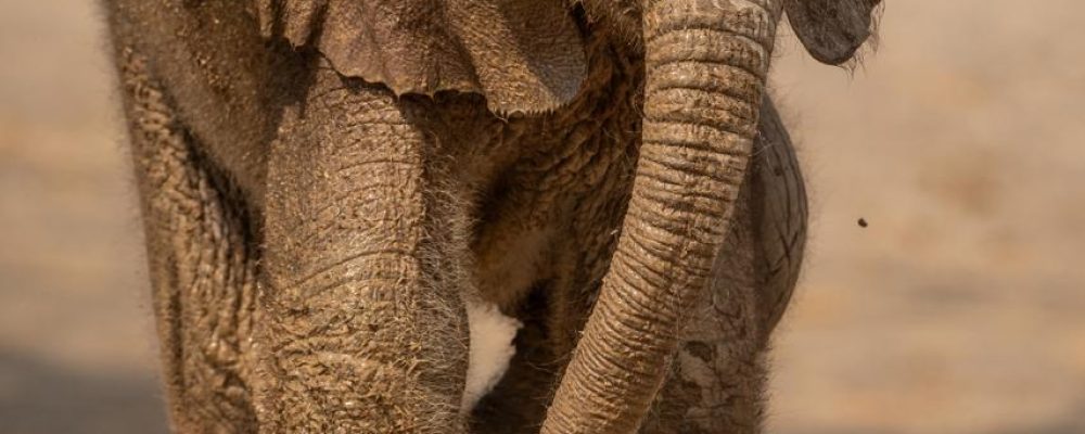 Sharjah Safari Welcomes Its Fifth African Savannah Elephant And First Ring-Tailed Lemur Twins As It Opens Its Fifth Season
